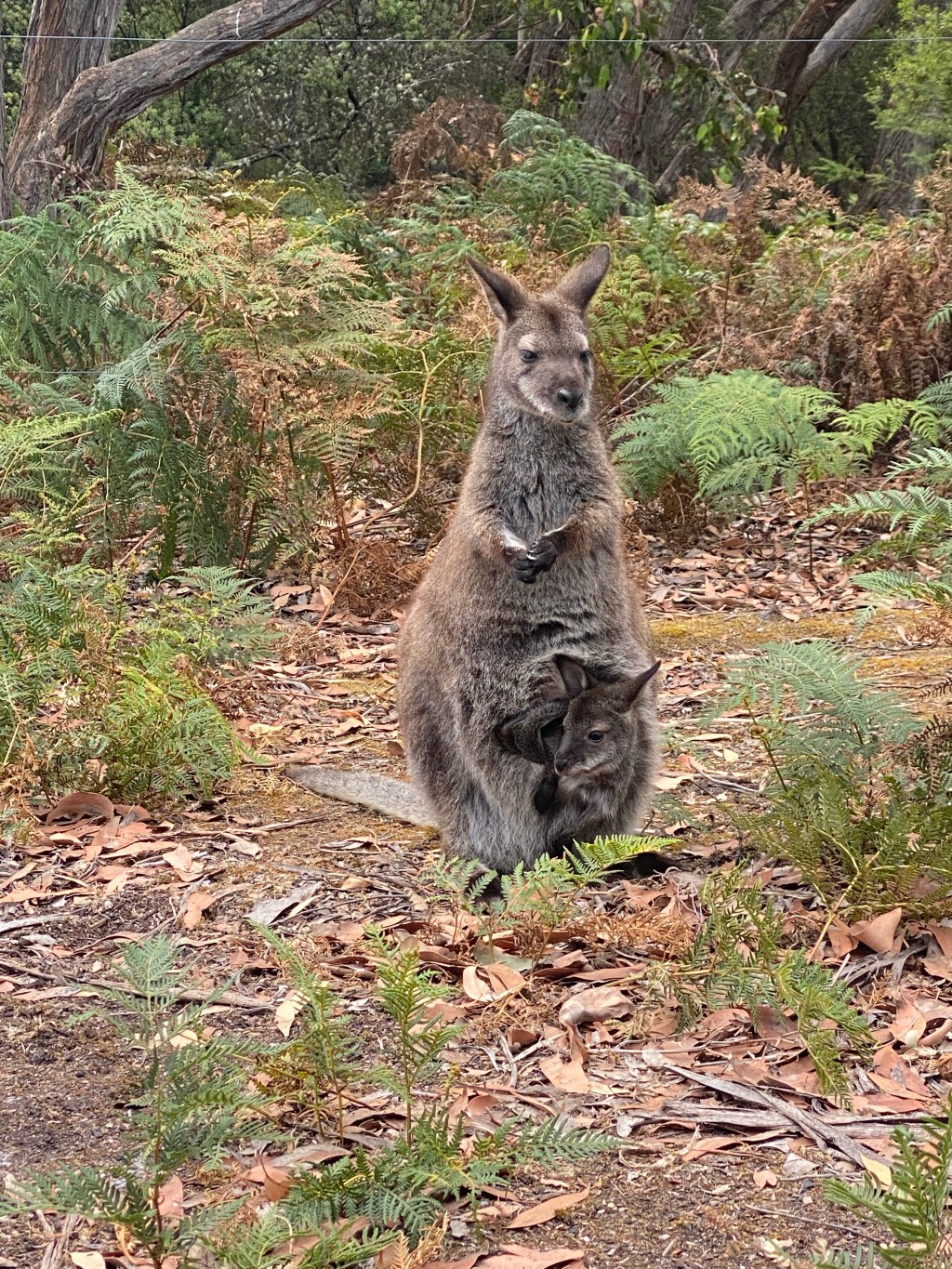 Bruny Island Tasmania