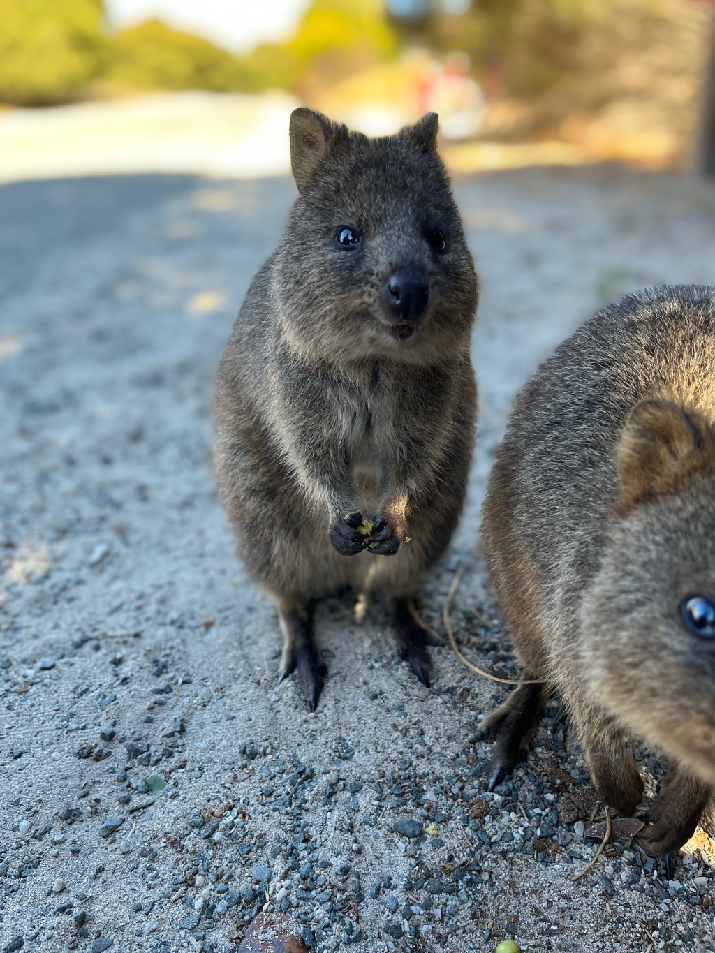 Rottnest Island, WA